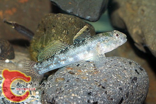 黑深蝦虎Bathygobius fuscus.jpg