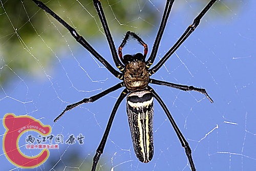 人面蜘蛛  Nephila pilipes.jpg
