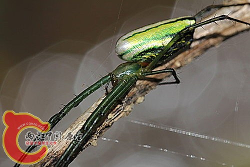 大銀腹蛛 Leucauge magnifica.jpg