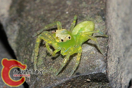 白斑艾普蛛  Epeus alboguttatus.jpg