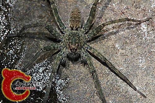 沙地豹蛛 Pardosa takahashii.jpg