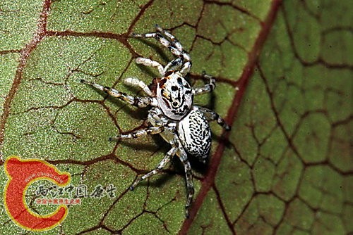 眼鏡黑條蠅虎  Phintella versicolor.jpg