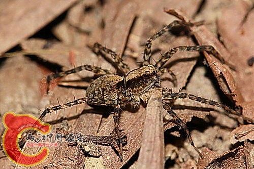 黑腹狼蛛 Lycosa coelestis.jpg