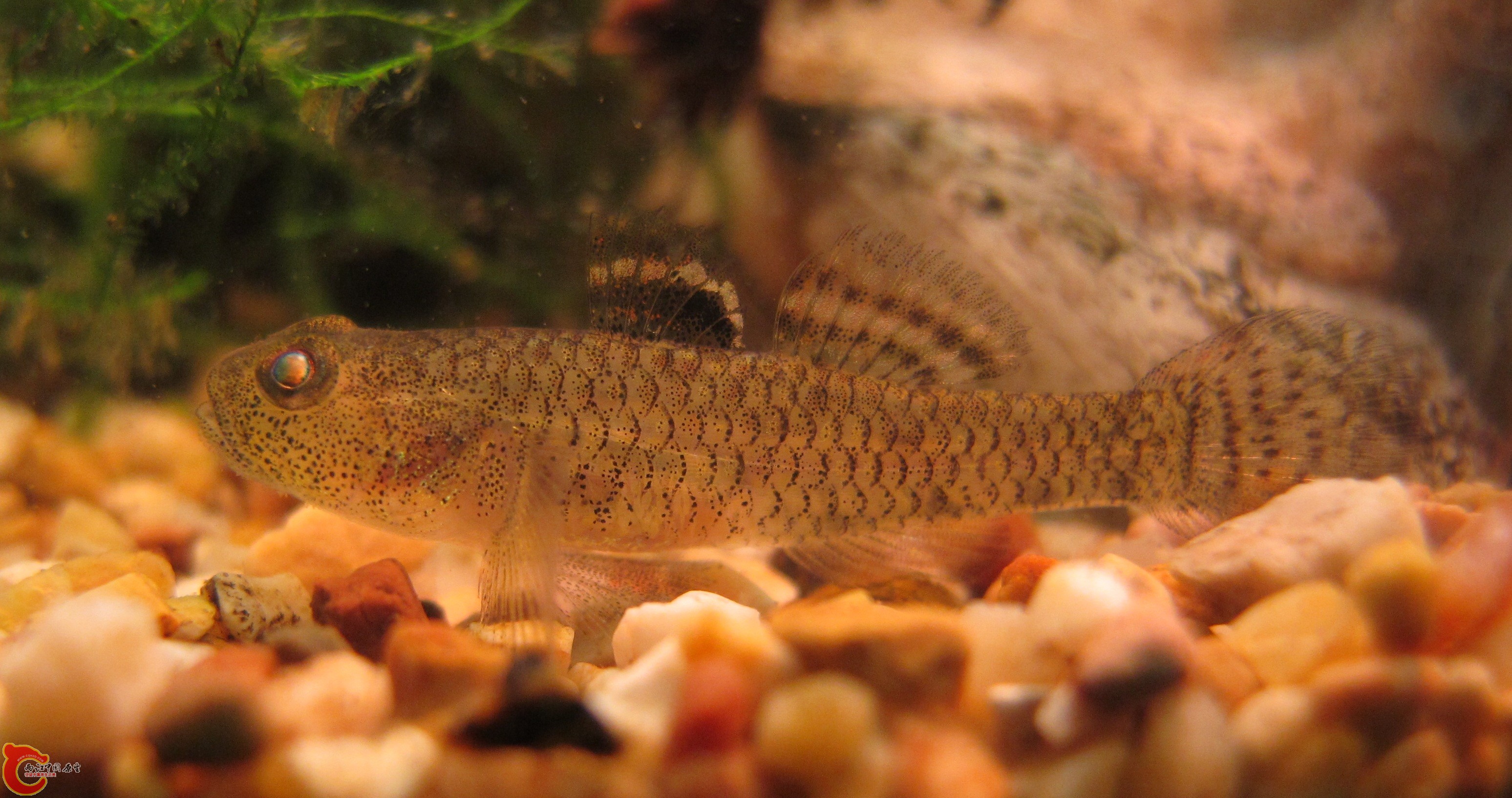 伍氏擬髯鰕虎 Pseudogobiopsis wuhanlini 