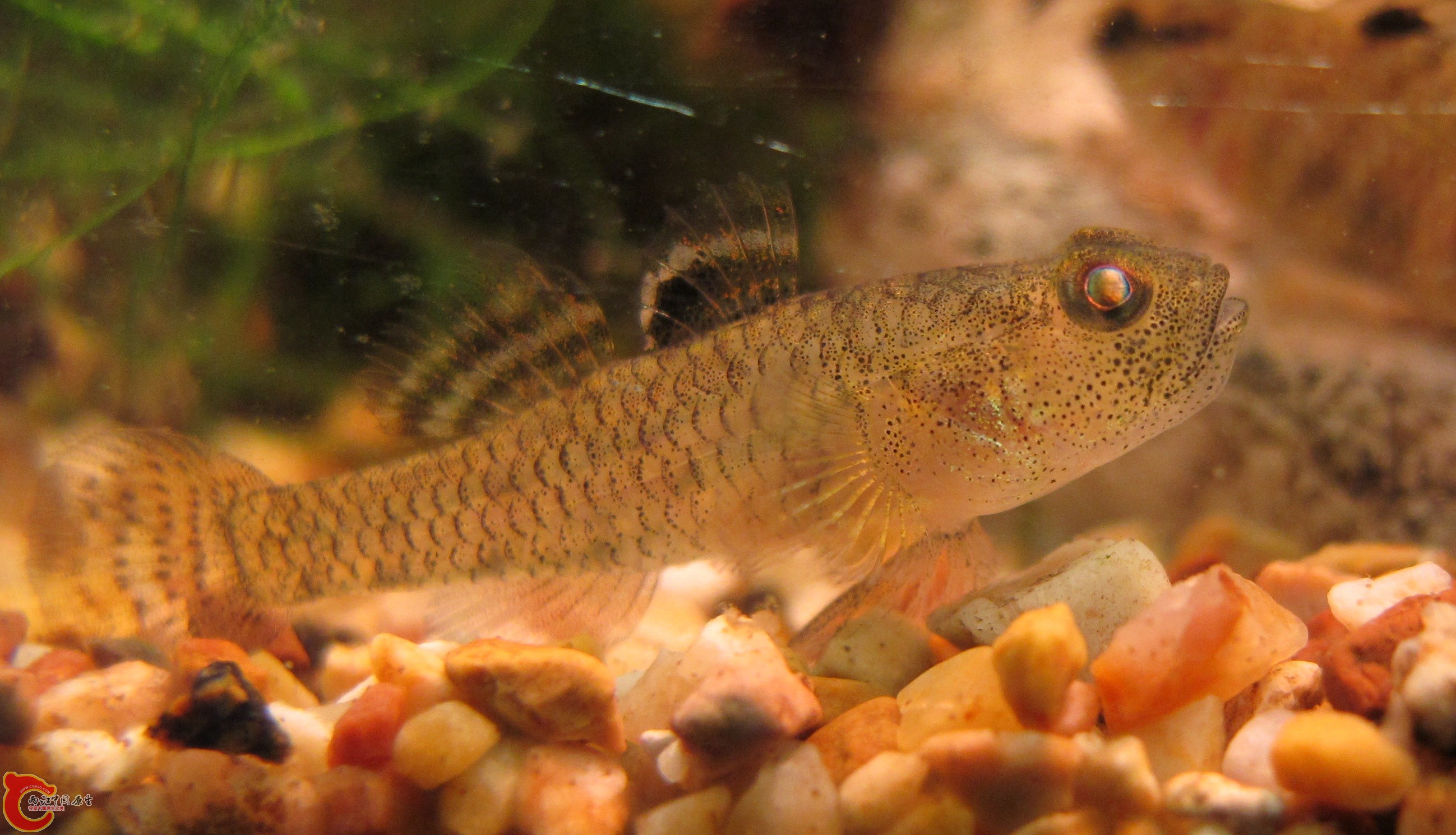 伍氏擬髯鰕虎 Pseudogobiopsis wuhanlini 