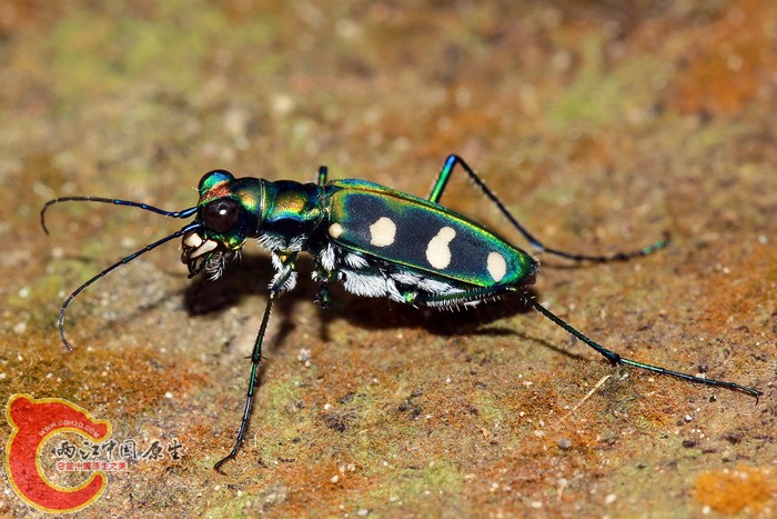 八星虎甲蟲-26.JPG