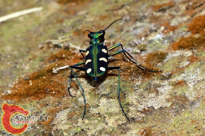 八星虎甲蟲-27.JPG