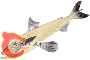 龙头鱼(九肚鱼).jpg