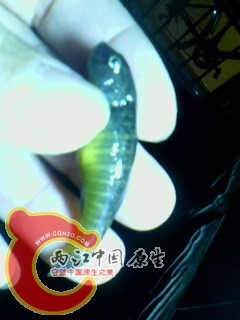 IMG0091A.jpg