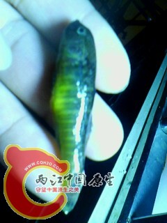 IMG0092A.jpg