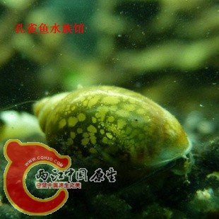 其他普通螺都长这样