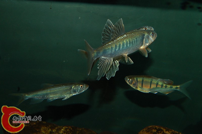 DSC_3720-2.jpg