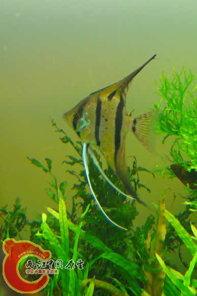 P1140735QQ.jpg