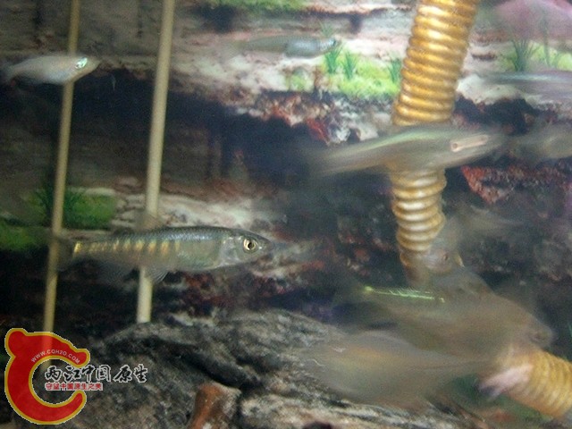 DSCF2700.jpg