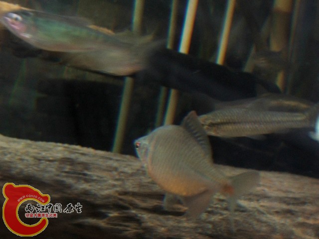 DSCF2752.jpg