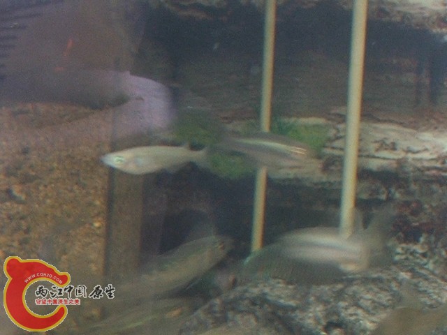DSCF2780.jpg