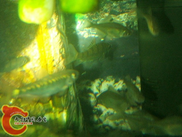 DSCF2929.jpg