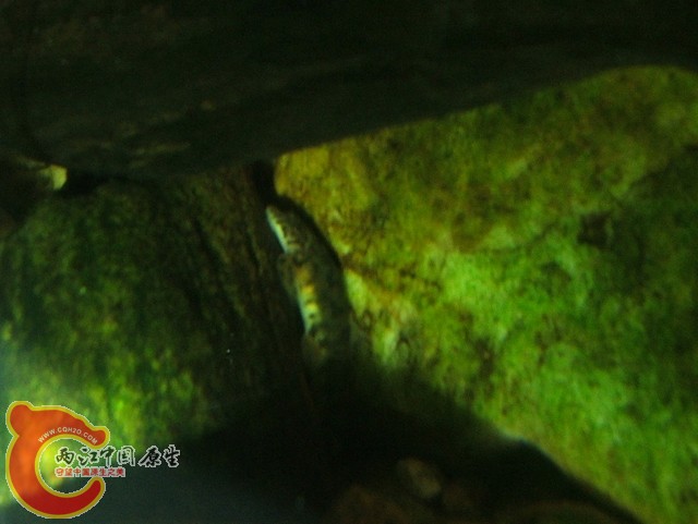 DSCF2975.jpg