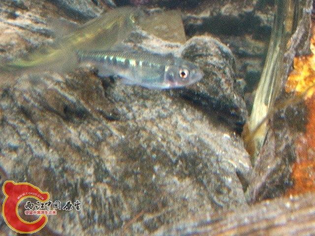 DSCF2778.jpg