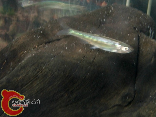DSCF2763.jpg