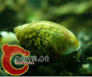 其他水蜗牛都长这样