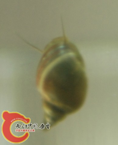 这只有点特别，没有红的好看