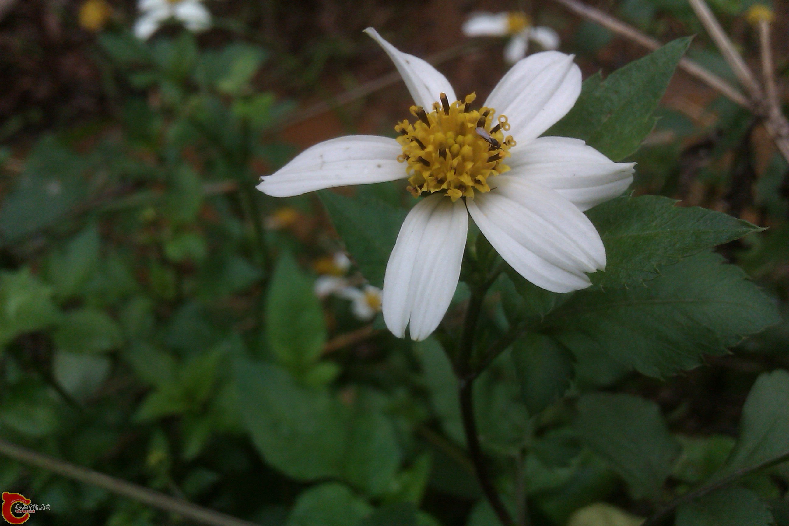 IMAG0377.jpg