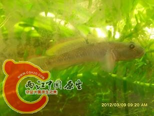 发飙