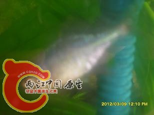鰟鮍