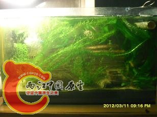 霸家虎