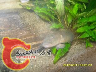 虎视眈眈