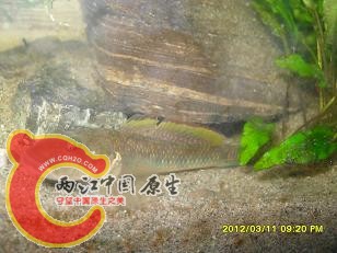 猛虎出山