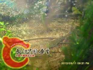 虎踪2