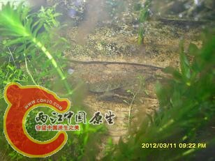 虎踪1