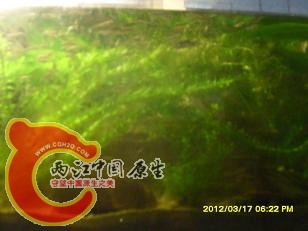 草缸全貌