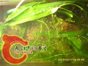 青鳉2