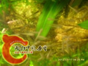 青鳉1