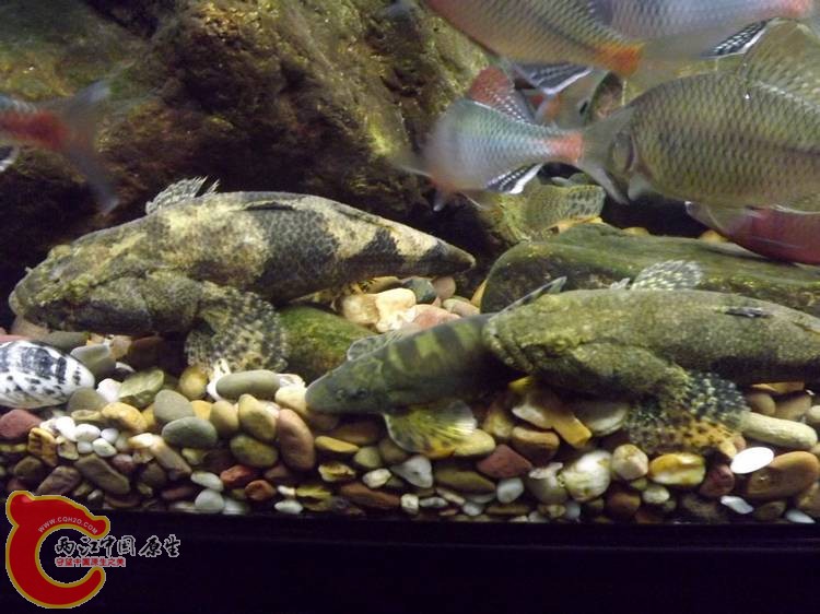 DSCF0924.JPG