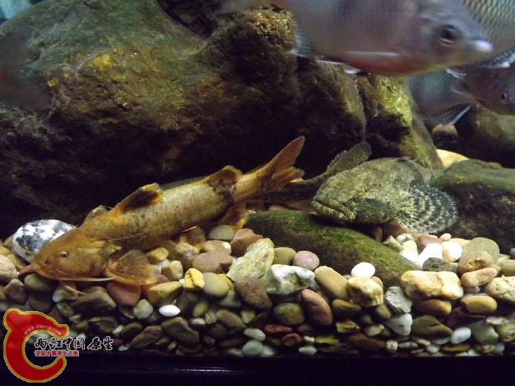 DSCF0915.JPG