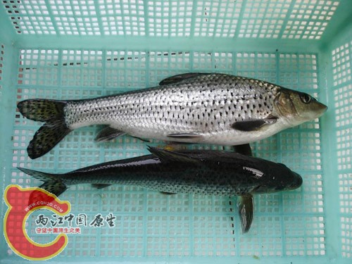 花骨鱼 沙狗子1.jpg