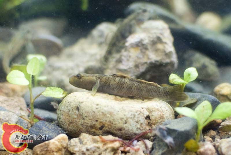 DSC_7451.jpg
