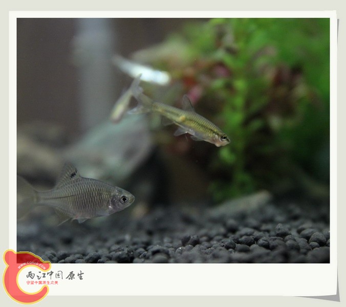 鱼缸06.jpg