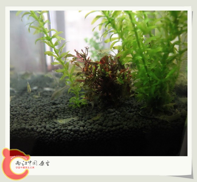 鱼缸10.jpg