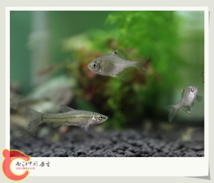 鱼缸12.jpg