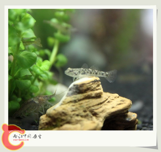 鱼缸14.jpg
