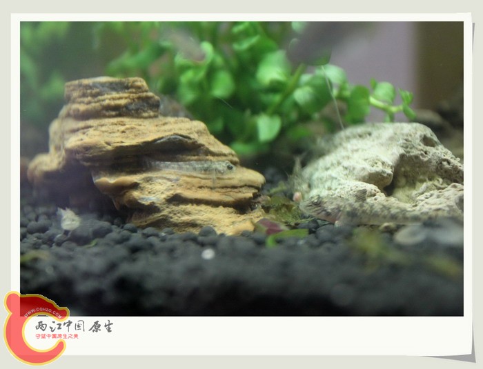 鱼缸18.jpg