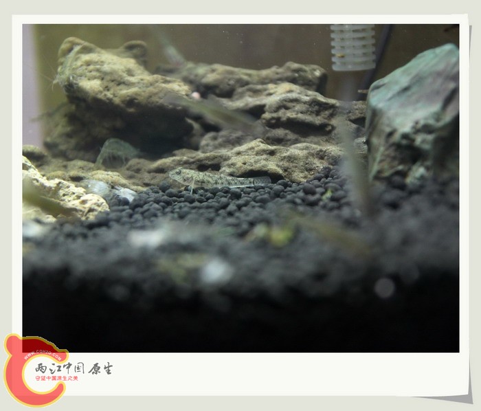 鱼缸23.jpg