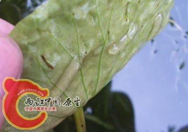 未命名.jpg
