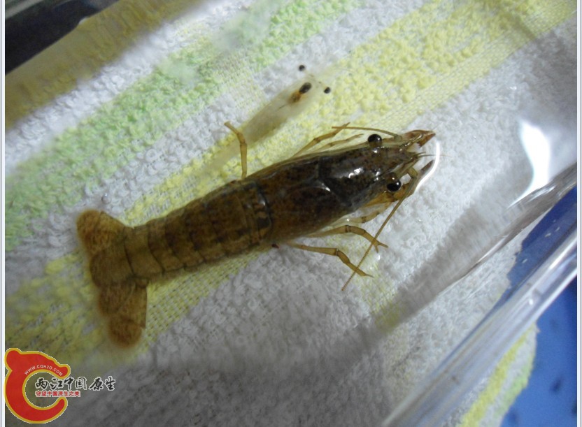 虾- 两江中国原生--做中国最好的原生网络 - 全球最大的中国本土水