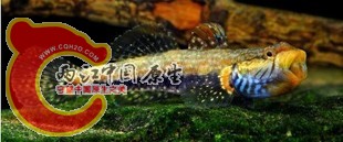 T1hZ9PXm4aXXbs4Gba_120109.jpg_310x310[1].jpg